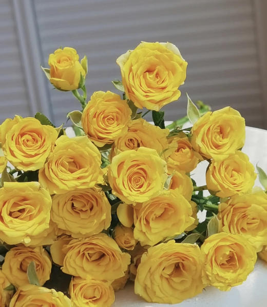 【市场多头】梦幻芭比  10支/扎 BC级 商品图2