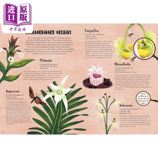 【中商原版】When Plants Took Over the Planet 当植物占领地球时 植物进化的神奇故事 英文原版 科普童书 Chris Thorogood 商品图3