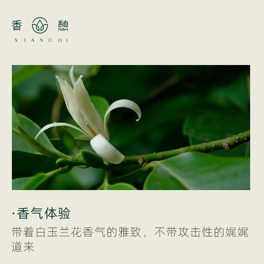 「课程·单方油」XIANGQI香憩︱白玉兰叶精油 5ml/瓶 商品图1