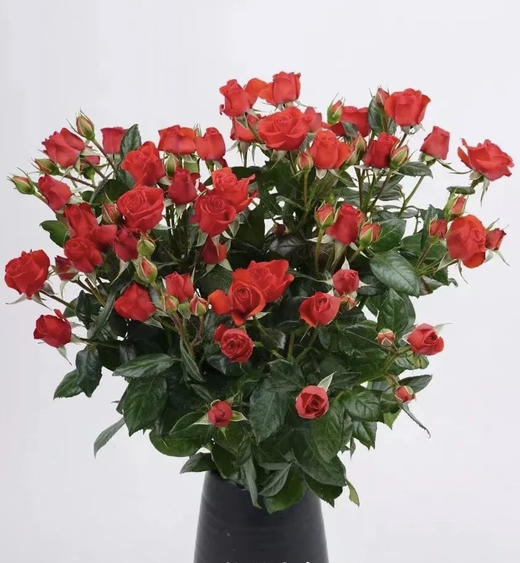 【市场多头】霓虹泡泡 红色 10支/扎 约50公分 商品图8