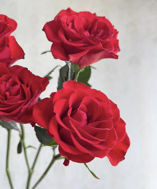 【市场多头】霓虹泡泡 红色 10支/扎 约50公分 商品图2