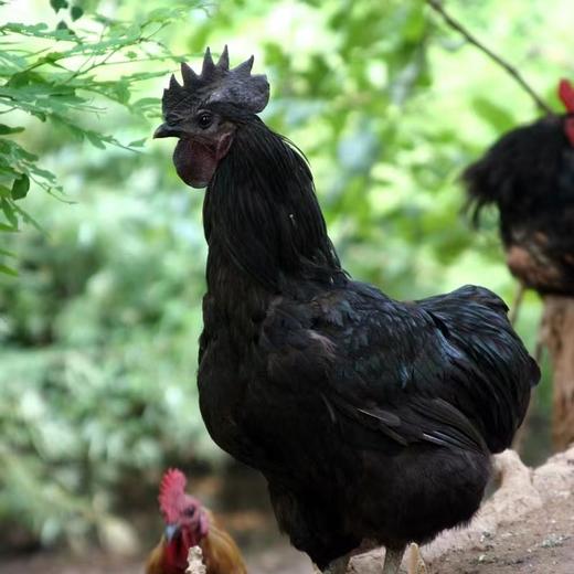 黑毛土鸡蛋  60枚/盒（家庭分享装） 商品图1