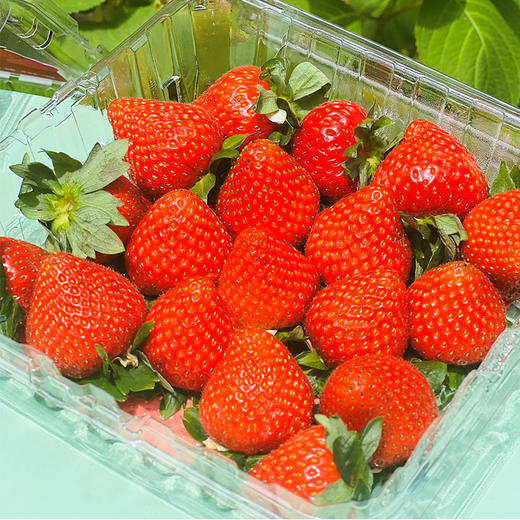 Driscoll’S 云南有机素颜草莓  |  草莓王子，欧美系长相，香气浓郁，隔着盒子都闻见，扑鼻甜香气，肉质特别细腻，水 分足，鲜甜绵糯有质感，很特别的~ 商品图3