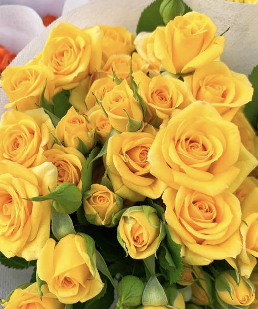 【市场多头】梦幻芭比  10支/扎 BC级 商品图6