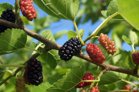 桑葚养肝肾，千万不要错过哦~