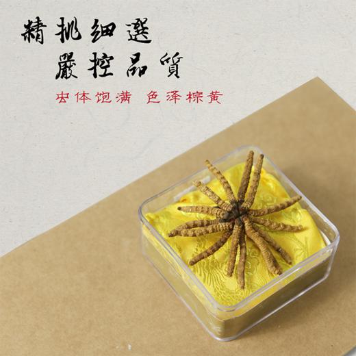 冬虫夏草 产自西藏 虫体饱满 色泽棕黄 商品图1
