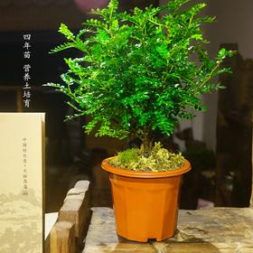 夏日自然驱蚊好物-清香木