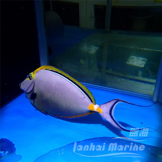 马代金毛吊 商品图2