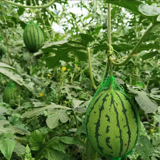莓溪红玉吊秧小西瓜3到4个装约十斤左右皮薄脆甜