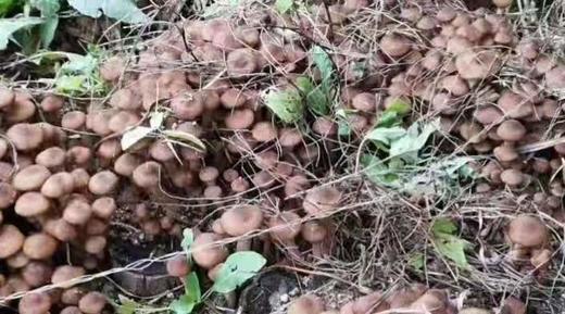 HEB东北榛蘑 商品图9