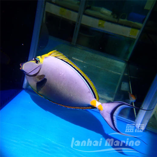 马代金毛吊 商品图4