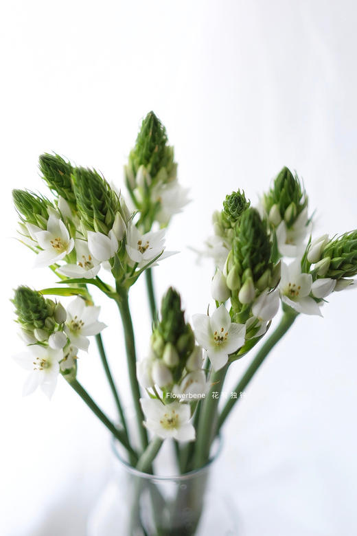 【周四秒杀】圣心雀梅8枝49.8元 商品图1