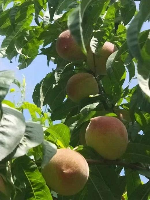 太行生态雪桃4.2斤【产地直发】@裕垦公社 商品图2