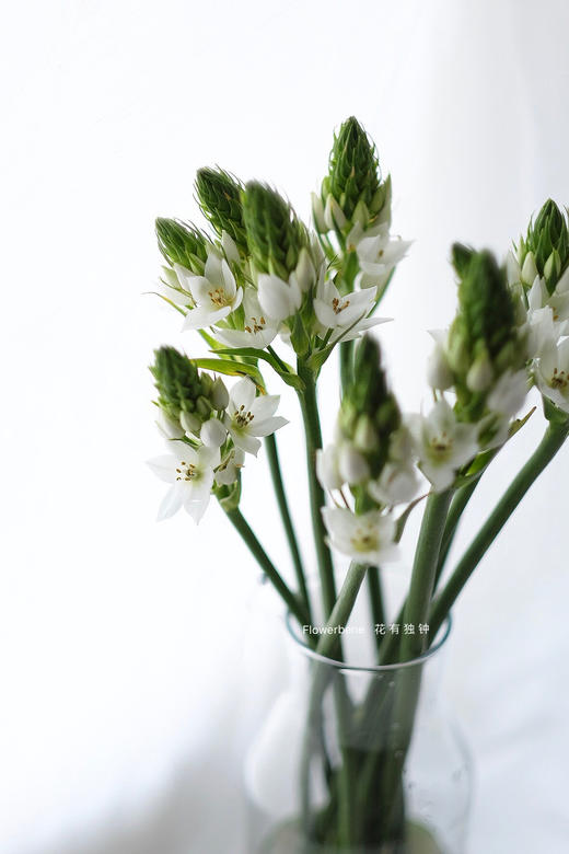 【周四秒杀】圣心雀梅8枝49.8元 商品图2