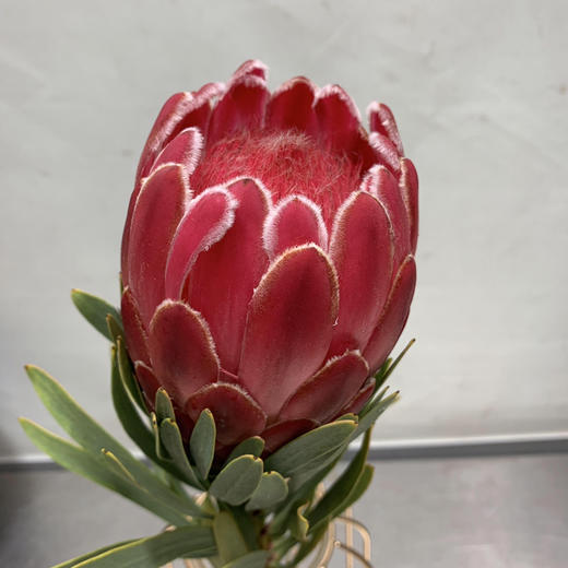 公主红色 商品图0