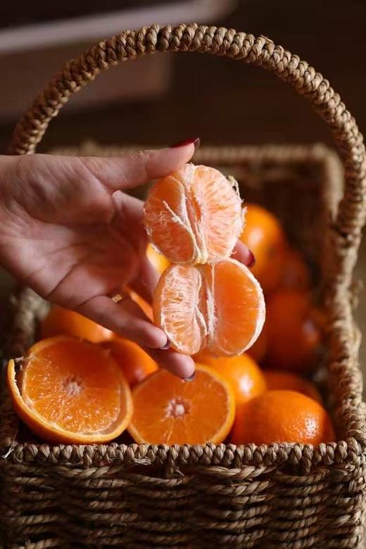 云南高月6月蜜桔 商品图0