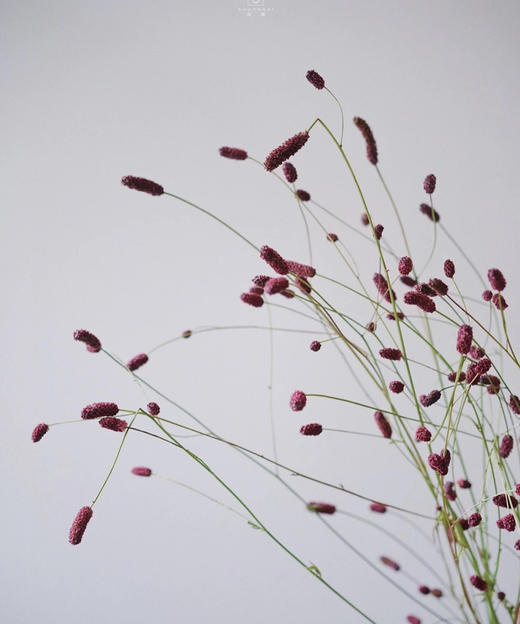 【爱慕】地榆（红公主）5枝/扎（进口） 商品图8