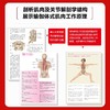 (仓发) 瑜伽功能解剖学 基于肌肉结构与功能的精准瑜伽体式图解 修订版(人邮体育出品)/人民邮电出版社/[美]乔·安·史道格-琼斯（Jo,Ann,Sta/9787115557445 商品缩略图2