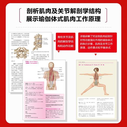 (仓发) 瑜伽功能解剖学 基于肌肉结构与功能的精准瑜伽体式图解 修订版(人邮体育出品)/人民邮电出版社/[美]乔·安·史道格-琼斯（Jo,Ann,Sta/9787115557445 商品图2