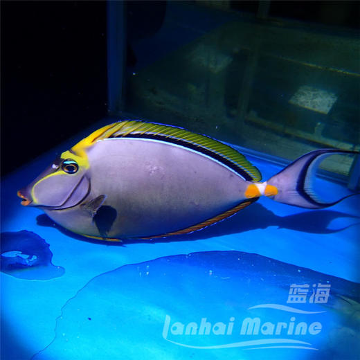 马代金毛吊 商品图5