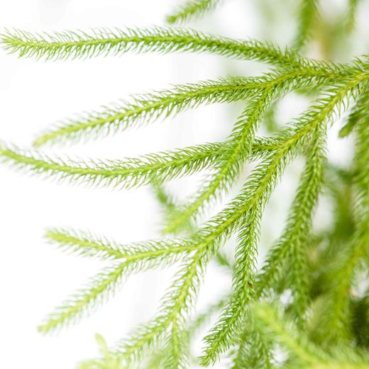 叶材 | 过山龙 商品图2