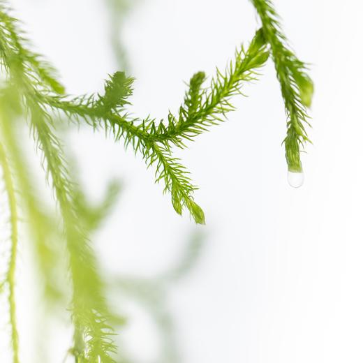 叶材 | 过山龙 商品图4