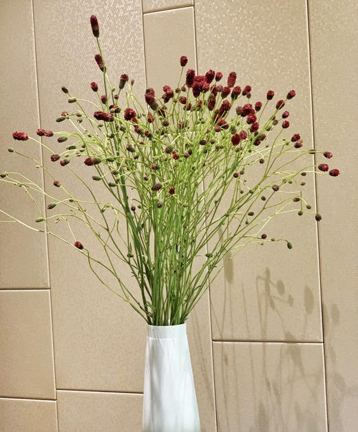 【爱慕】地榆（红公主）5枝/扎（进口） 商品图2