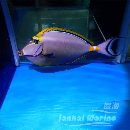 马代金毛吊 商品图3