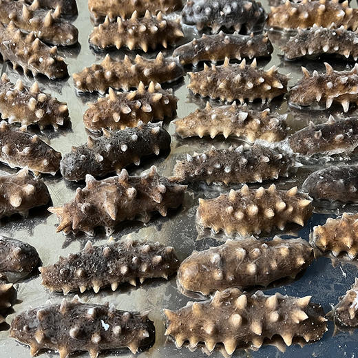 真正无添加 深海纯野生海参 纯淡干 泡发后会惊掉下巴 海参的水再深 有百里把控 把心放肚子里  |百里食 商品图0