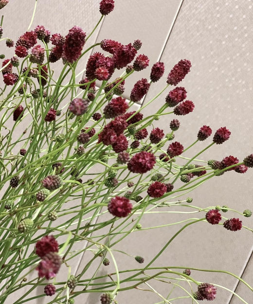 【爱慕】地榆（红公主）5枝/扎（进口） 商品图3