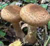 HEB东北榛蘑 商品缩略图7