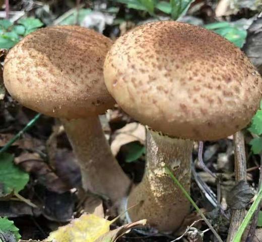 HEB东北榛蘑 商品图7