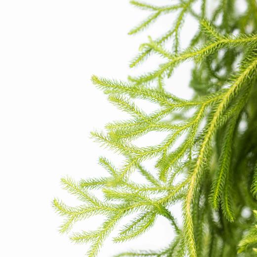 叶材 | 过山龙 商品图3