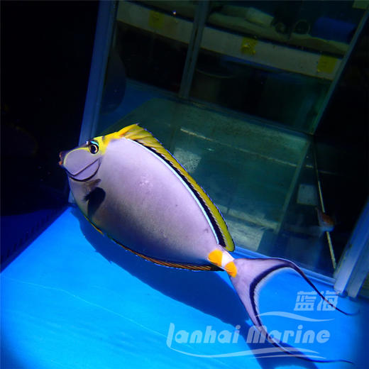 马代金毛吊 商品图7