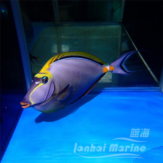 马代金毛吊 商品图1