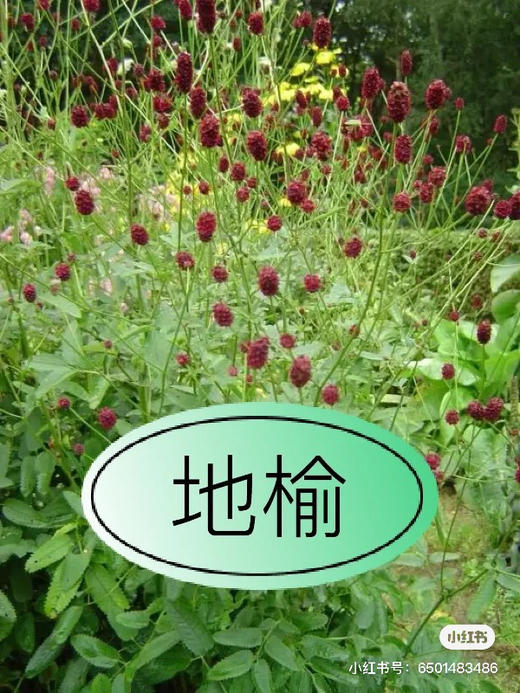 【爱慕】地榆（红公主）5枝/扎（进口） 商品图9