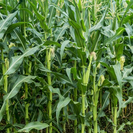 甄源东北黄糯白糯玉米糯甜粘黏玉米棒粗粮代餐6支10支苞米