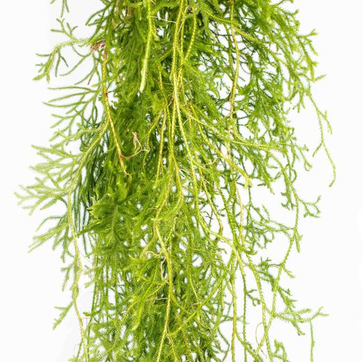 叶材 | 过山龙 商品图0