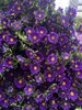 配花 | 迷你菊紫色(轻微瑕疵不售后,介意慎拍) 商品缩略图0