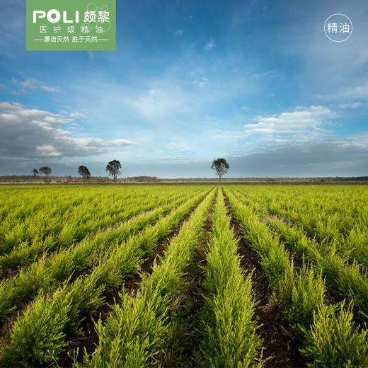 澳洲进口茶树精油原料 进口有机茶树单方精油香薰 美容院按摩 刮痧精油 商品图1