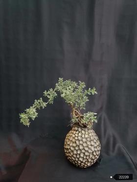 蜂窝盆—六月雪