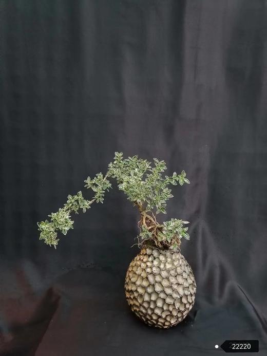 蜂窝盆—六月雪 商品图0