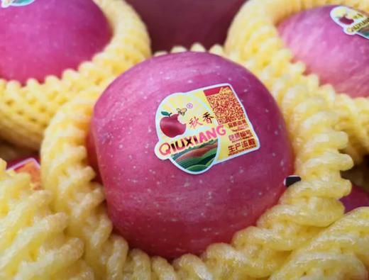 【会员20.5/2颗】秋香精品烟台富士苹果 大果 单果350g左右 商品图1