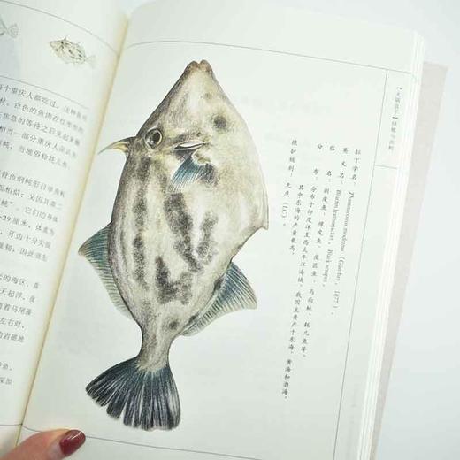 大海的礼物 中国海洋生物手绘图鉴 100幅海洋生物 商品图11