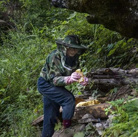 产地直发，纯正「桃花源」土蜂蜜礼盒装，国家扶贫项目，珍贵特级原生态米仓山西乡农村合作社 商品图2