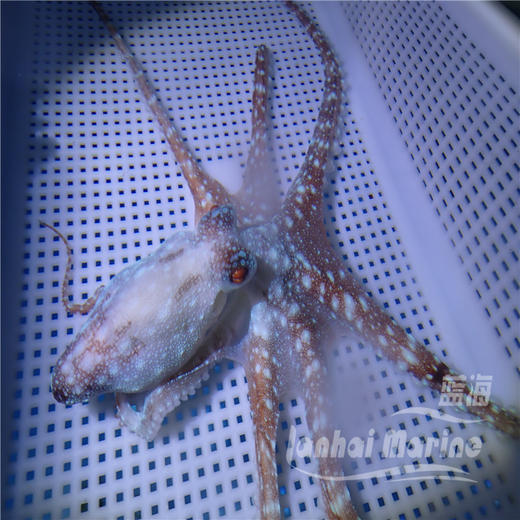 霞红八爪鱼 商品图2