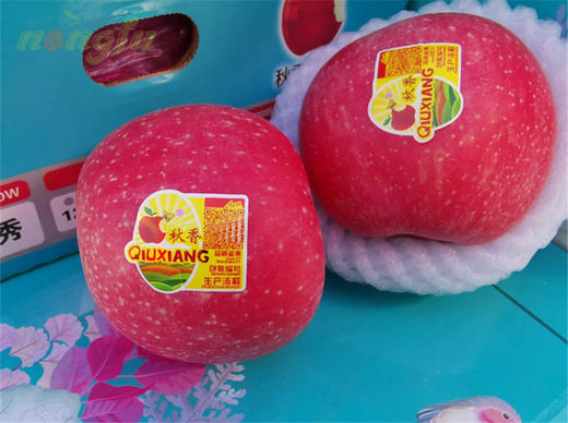 【会员20.5/2颗】秋香精品烟台富士苹果 大果 单果350g左右 商品图0