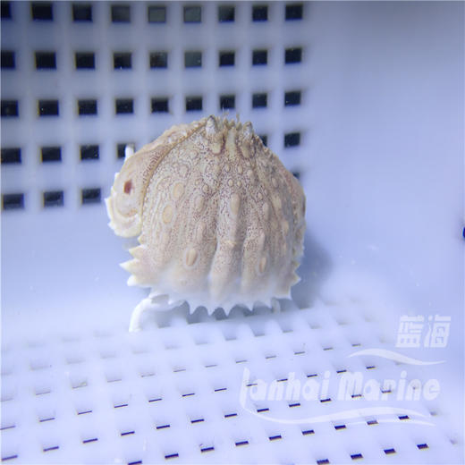 逍遥馒头蟹 商品图2