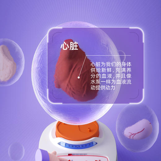 【立体人体百科 会说话的“身体”】可拆卸组装的人体解剖模型器官  我们的身体百科教具 人体结构知识初启蒙 商品图3