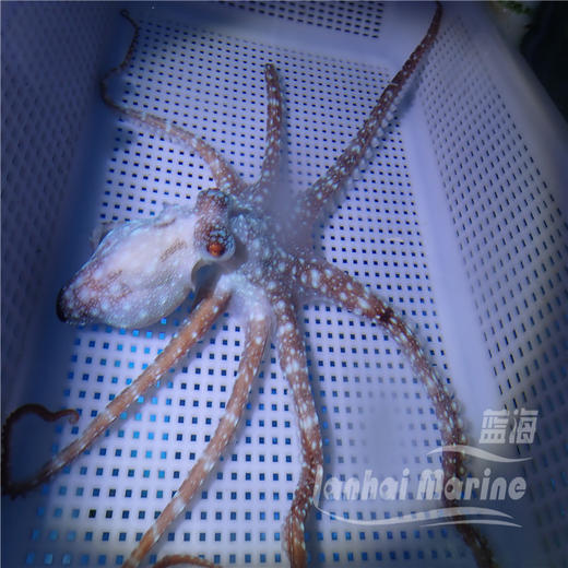 霞红八爪鱼 商品图1